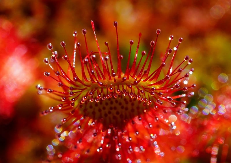 Spellbinding herbs
