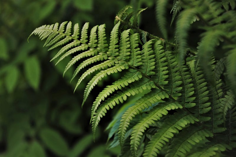 Exotic Plants
